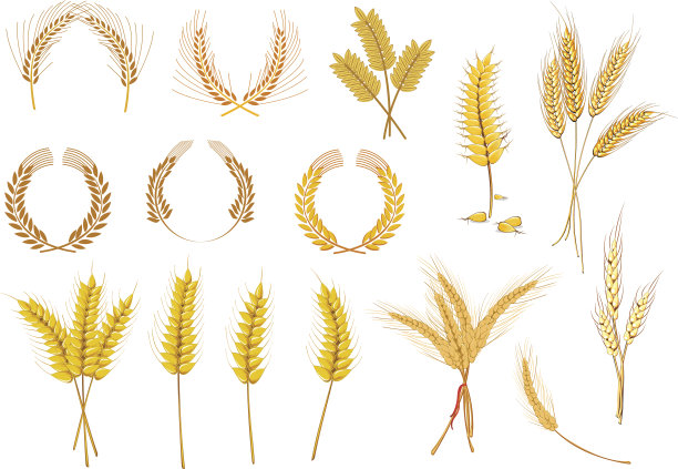 谷穗和谷粒结实图片下载