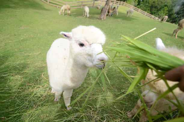 羊驼@KhaoYai泰国图片下载