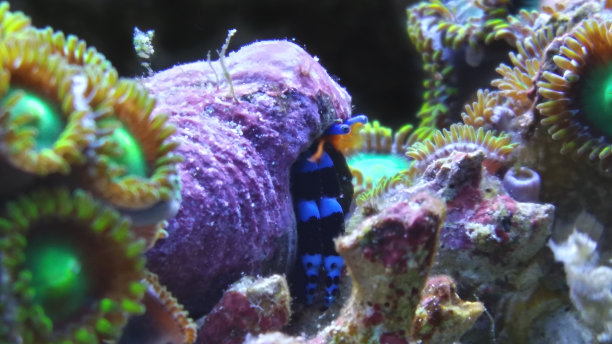 蓝腿寄居蟹图片下载