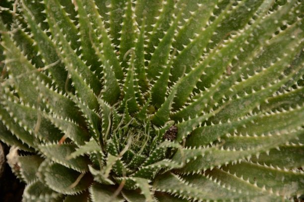 仙人掌图片下载