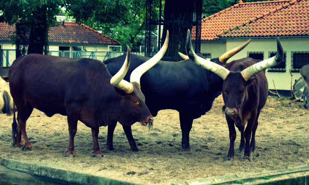 野生动物图片下载