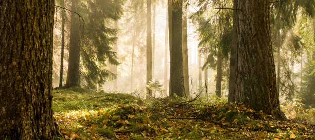 早上森林光图片下载