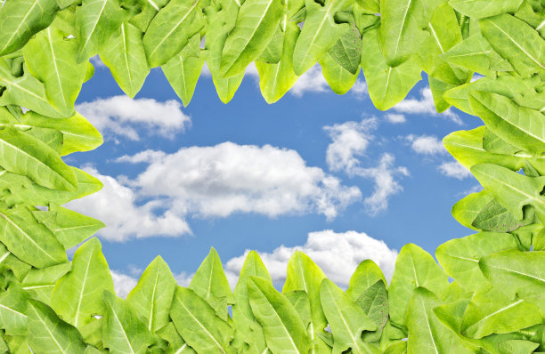 叶子和天空图片下载