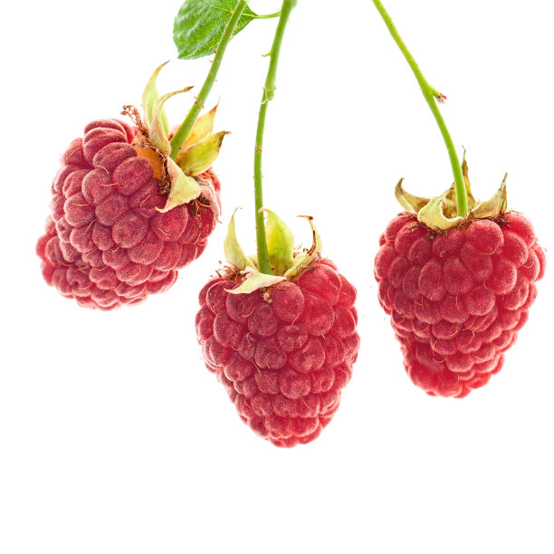 树莓用树叶图片下载