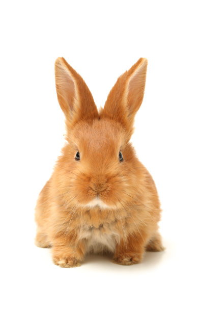 兔子照片素材ID：142199620