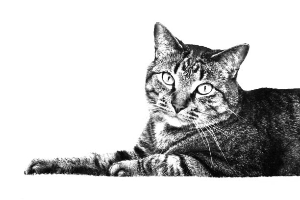 黑白相间的猫图片下载