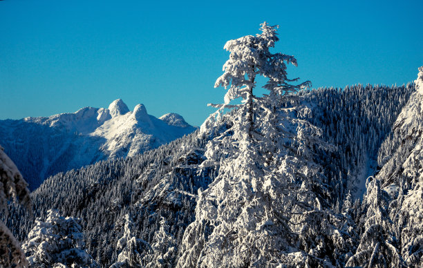狮子会从温哥华的松鸡山出发图片下载