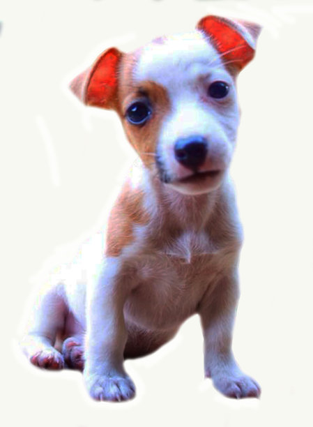 杰克罗素的小狗图片下载