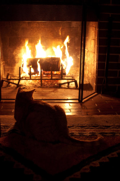 火边猫的剪影图片下载