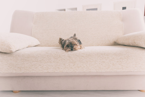 约克夏沙发上图片下载