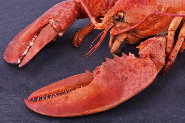 煮熟的龙虾图片下载