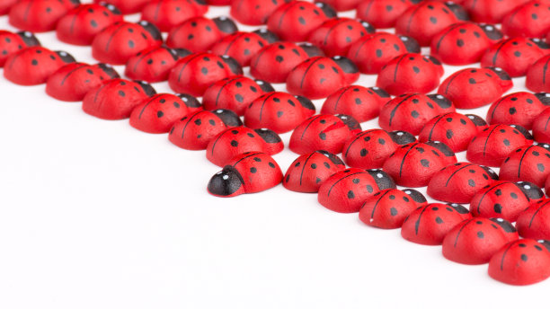 反对与木瓢虫图片下载