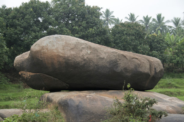 海豚的鼻子在岩石上图片下载