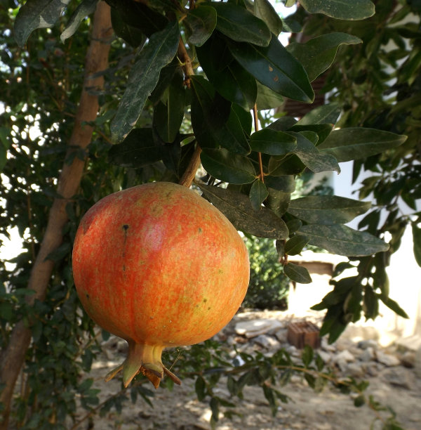 树上结了石榴图片下载