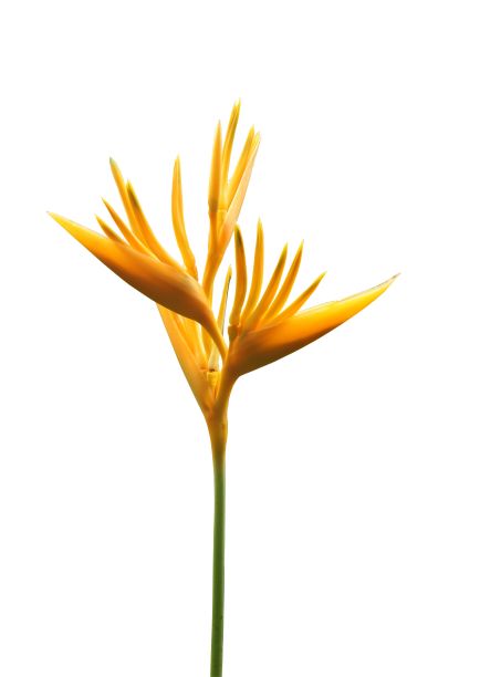 天堂鸟花在白色的背景图片下载