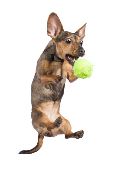 跳香肠狗1号图片下载