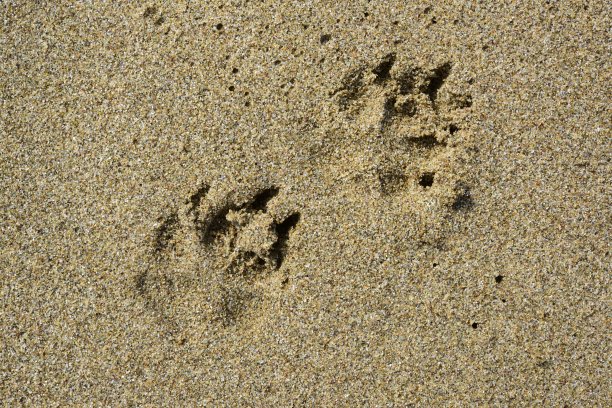 狗的步骤图片下载