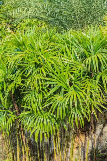 公园里有一棵灌木棕榈树图片下载