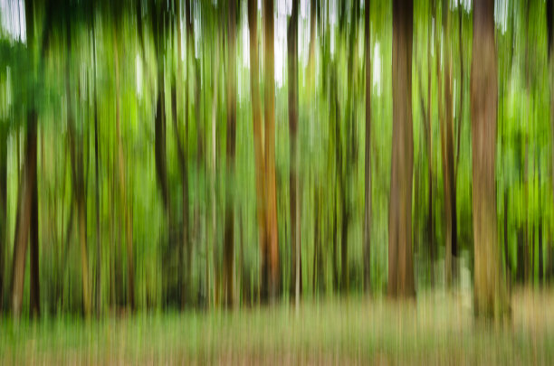 模糊树图片下载