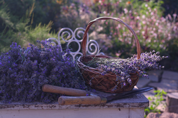 薰衣草图片下载