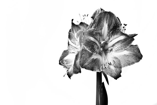 Kinghts明星BW1图片下载