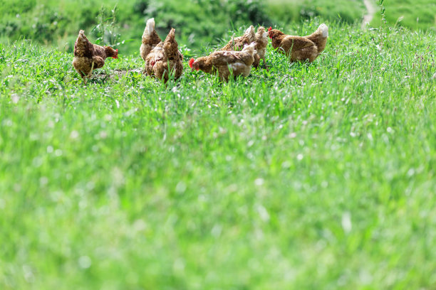 有机母鸡在茂盛的春季牧场草图片下载