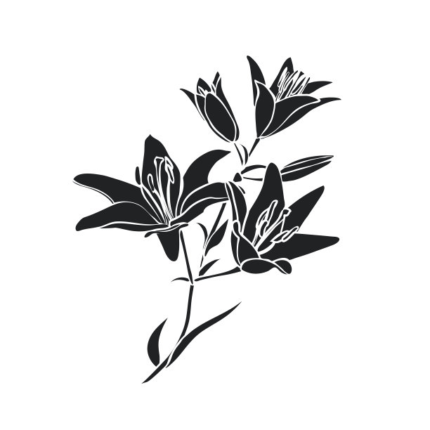 黑色轮廓莉莉。素材图片