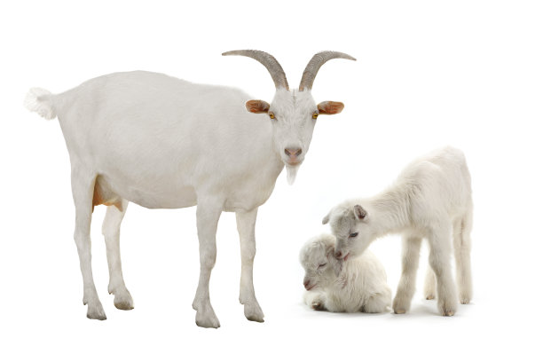 山羊和孩子素材图片