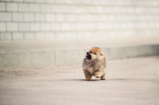 博美犬遛狗图片下载