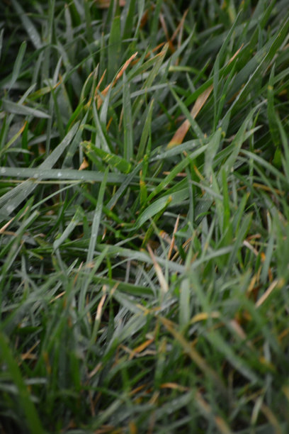 春草特写图片下载