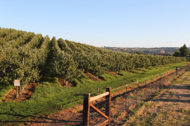 农场的黎明图片下载