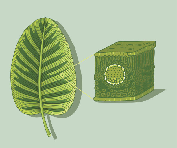 显微镜下卡通叶片的解剖结构。图片下载