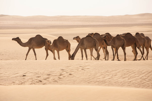 沙漠中的骆驼群图片下载