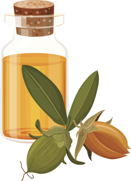 荷荷巴油和水果，矢量插图图片下载