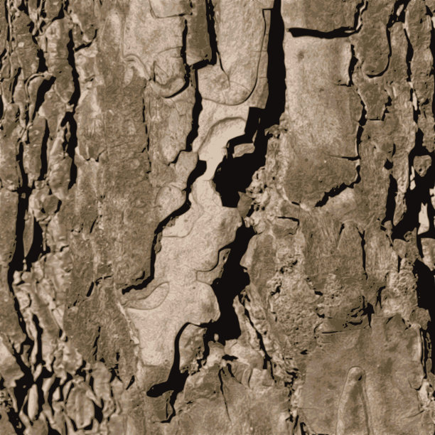 树皮纹理图片下载