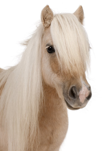 三岁的帕洛米诺设得兰矮种马，Equus caballus素材图片