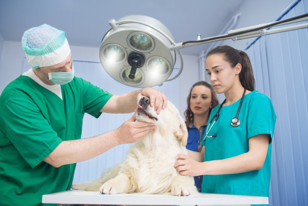 兽医正在检查一只可爱的金毛寻回犬图片下载