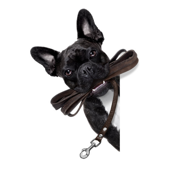 狗皮革皮带图片下载