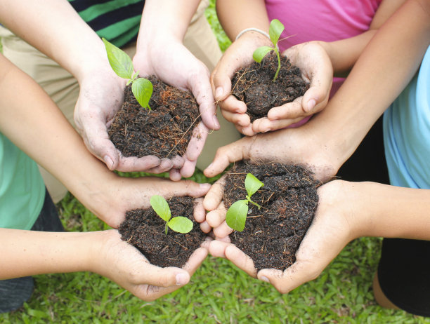 手握树苗在土壤表面图片下载