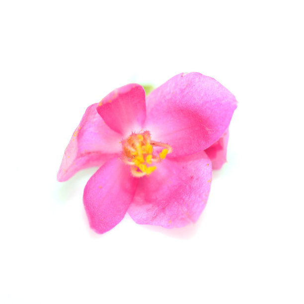 鲜艳的粉红色花，珊瑚藤(Antigonon leptopus)孤立图片下载
