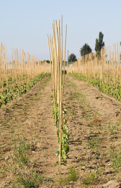 太平洋山茱萸农场图片下载