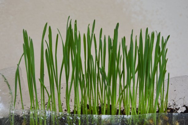 饲养宠物用的麦草生长在塑料瓶中图片下载