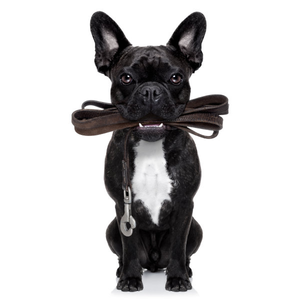 狗皮革皮带图片下载