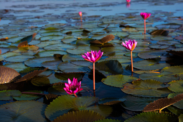 在荷塘的景色中。图片下载