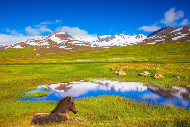 美丽的冰岛马在河边休息图片下载