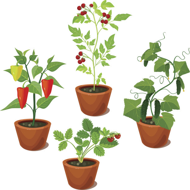 一套蔬菜作物在花盆图片下载