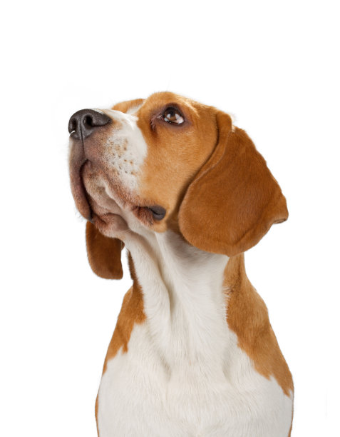 小猎犬抬头看图片下载