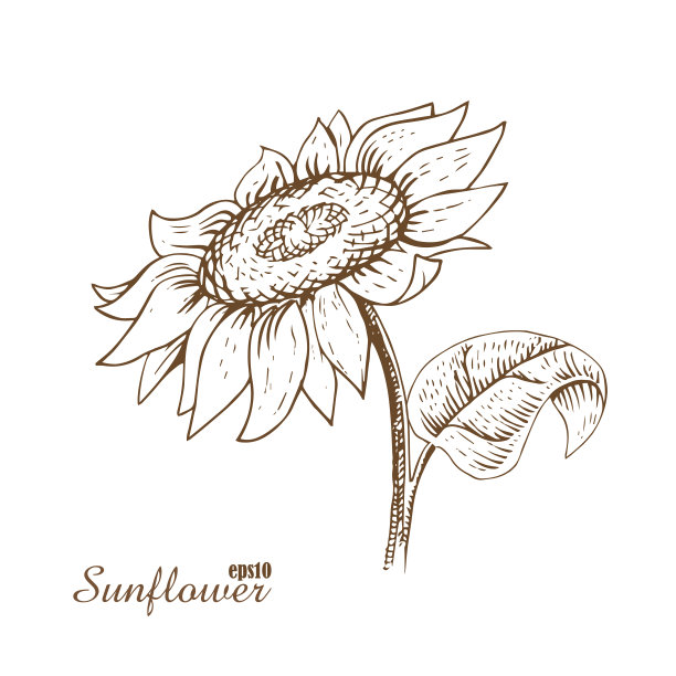 向日葵。木刻风格。矢量插图。图片下载
