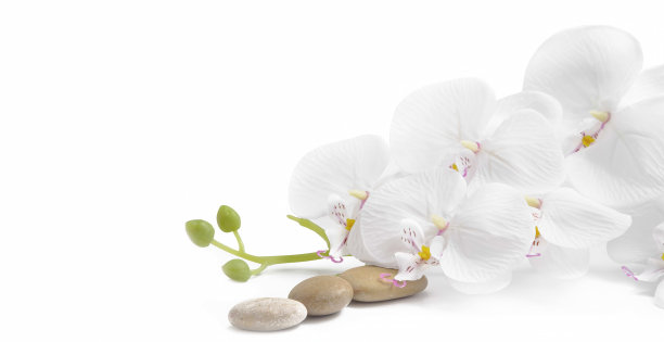 白色兰花按摩石SPA素材图片