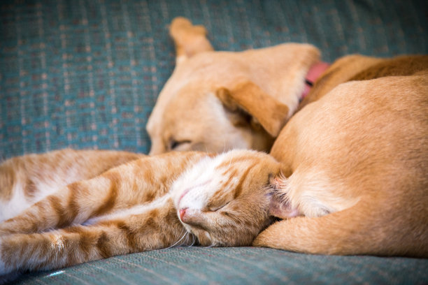 可爱的小猫和小狗一起躺在床上图片下载